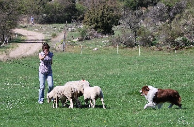 Of windjana ridge - stage troupeau à tourrette sur loup