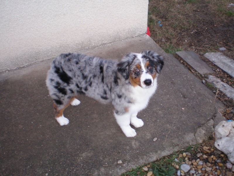 Doli blue bird Of windjana ridge