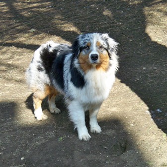 Dakota blue girl Of windjana ridge
