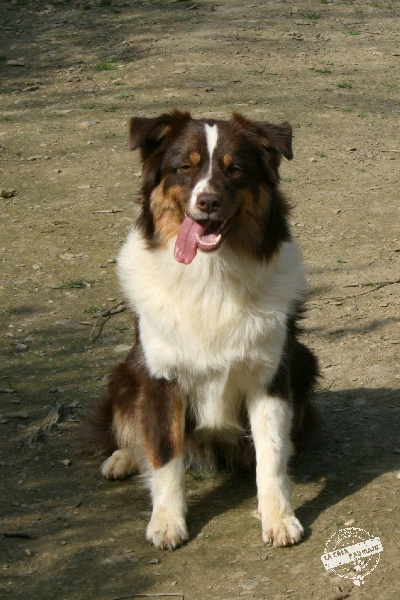 Fhiram atsila spirit Of windjana ridge