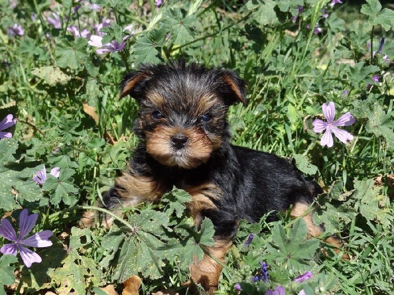 Of windjana ridge - Chiots disponibles - Yorkshire Terrier