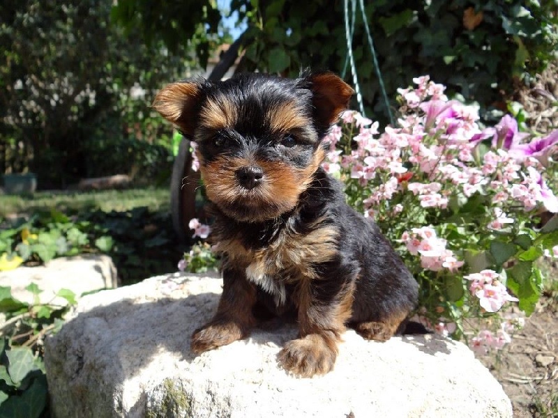 Of windjana ridge - Chiots disponibles - Yorkshire Terrier