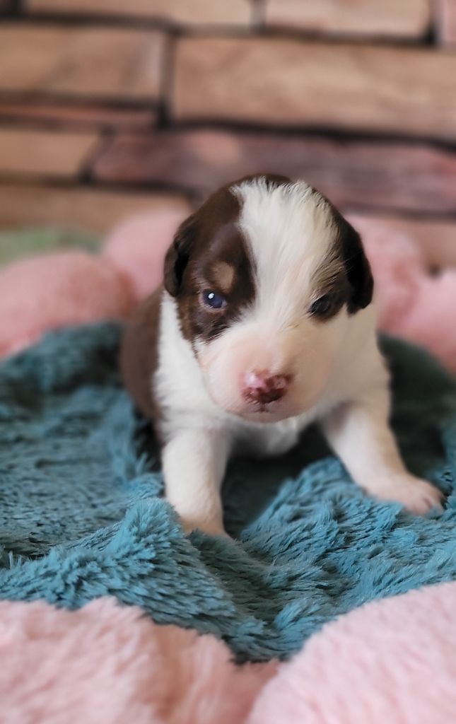 Of windjana ridge - Chiots disponibles - Berger Australien